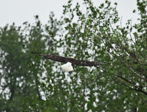 Bald Eagle Flying Over A Pond by JKissnHug