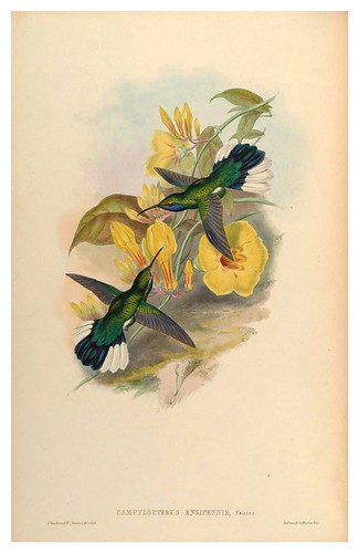 006-An introduction to the Trochilidae or family of humming-birds- Vol 2- 1861-John Gould
