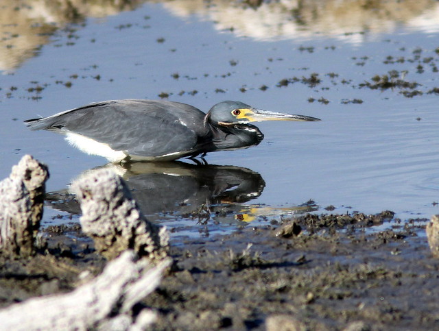Tricolored Heron stalking a fish 2-20110602