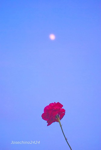 Encuentro de rosa y luna