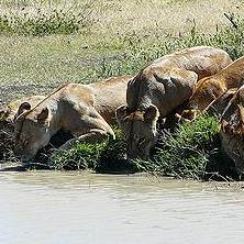 2010年5月，獅子在坦尚尼亞賽倫蓋提國家公園的Ndutu沼澤邊 喝水。圖片節錄自：Andrew Healy相本。