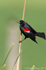 male Tricolored Blackbird
