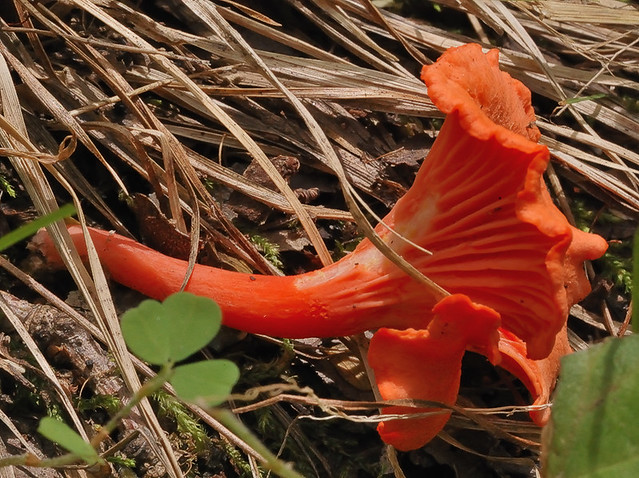 Cuivre River State Park, near Troy, Missouri, USA - larger orange mushroom