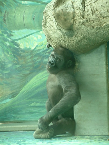 Columbus Zoo gorilla. by Sunshine Gorilla