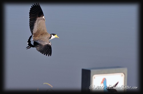 Masked Wing Plover in flight