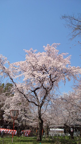 2011/04 平野神社 #02
