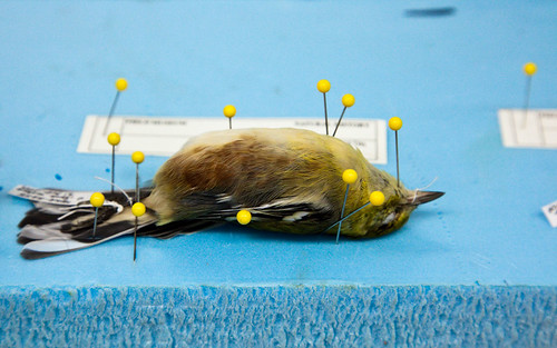 bay-breasted warbler
