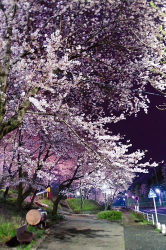 Cherry blossoms in night 06