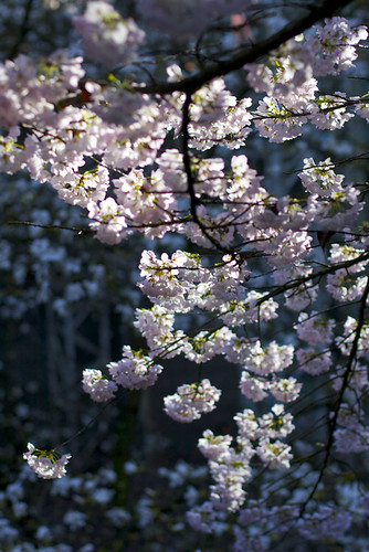 Sunlit Cherry Blossoms