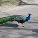 Male Peacock 