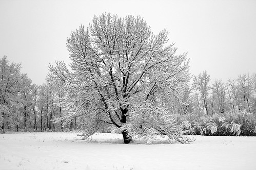 Tree Winter
