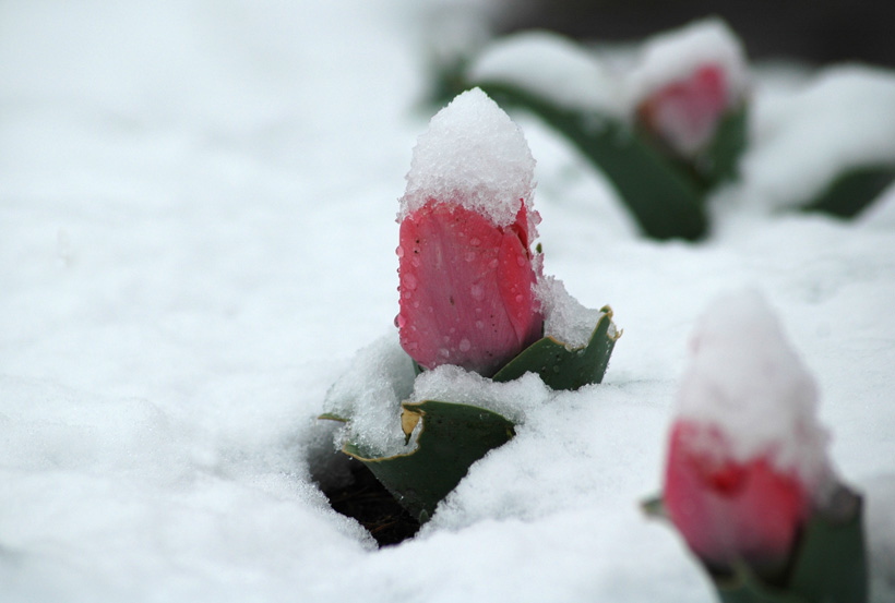 Snowy Tulips