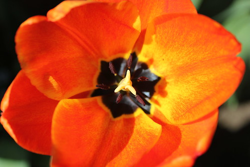 Inside an Orange Tulip
