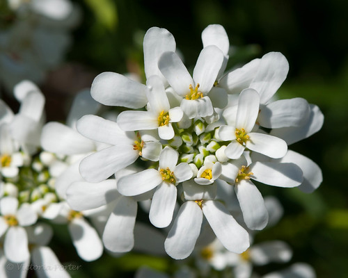 Candytuft... miniature perfection in Spring Sunlight!
