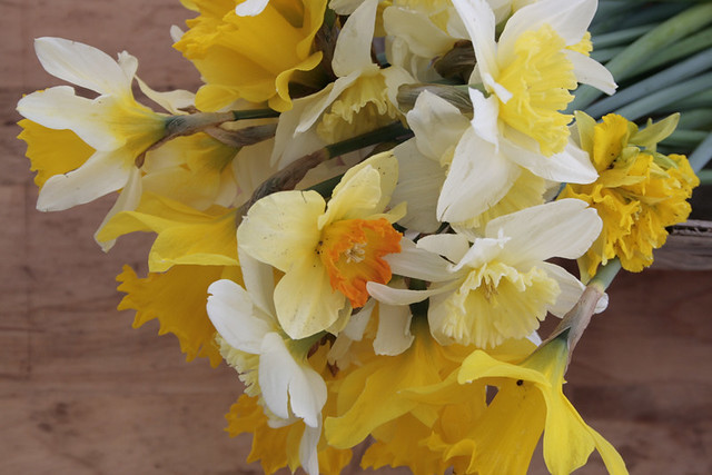 daffodils, dirty