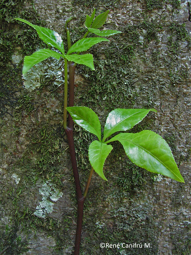 Brote de <i>Pseudopanax valdiviensis</i>  trepando un árbol.