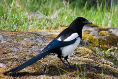 Magpie summer by Tomi Tapio, on Flickr