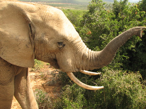 NMMU, RU Excursion, Addo Elephant Park