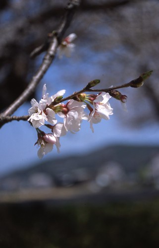 桜 by tamarin01