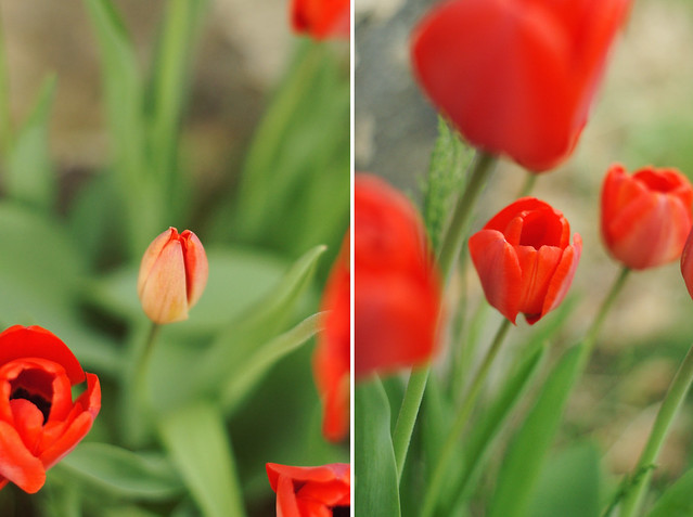 Red Tulip Diptych