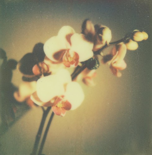 Nº 90 of 365 days of film: Orchid II by Penlington Manor