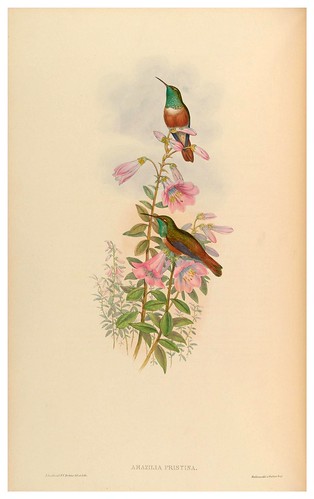 018-An introduction to the Trochilidae or family of humming-birds- Vol 5- 1861-John Gould