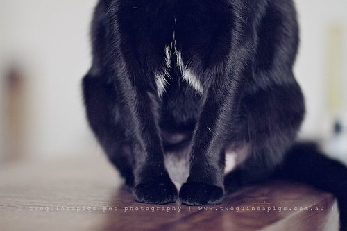 Incoming...Mr Big the black cat by twoguineapigs pet photography, cat photographer