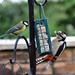 Greater Spotted Woodpecker and Great Tit
