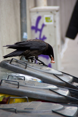 Un cuervo rebuscando en la basura