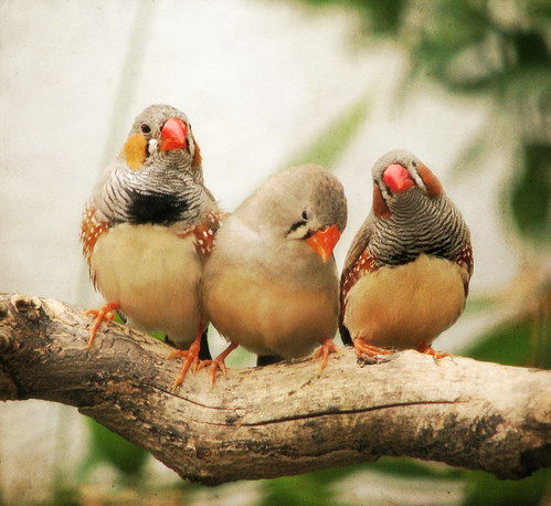 フリー写真素材|動物|鳥類|錦花鳥・キンカチョウ|