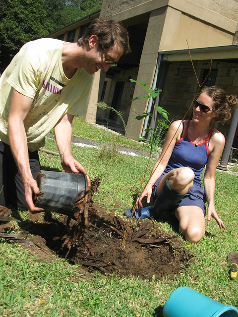 planting a mulberry