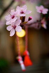 Sakura by dinafasbro