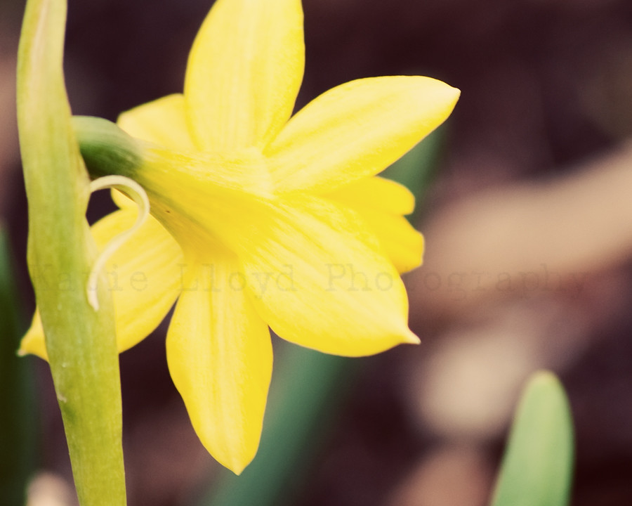 Yellow Daffodil Back