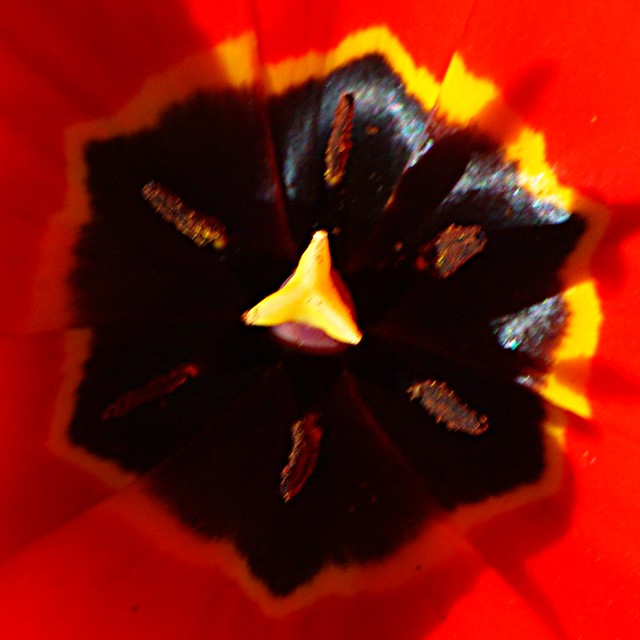 Cœur de tulipe rouge jaune noir