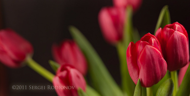 Tulips : 2