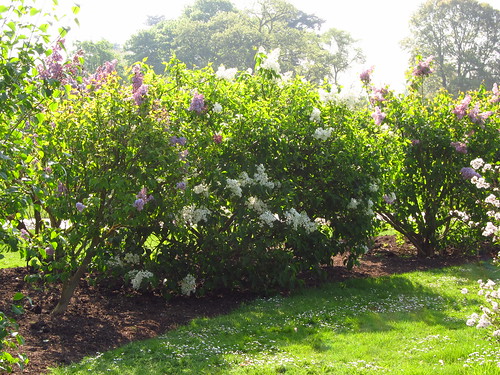 The Lilac Collection at Kew Gardens