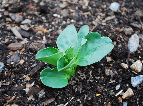 Fava Bean Seedling