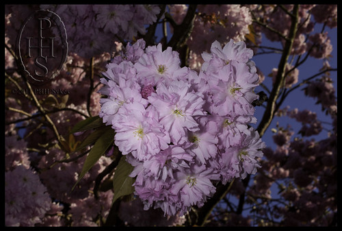 Midlothian Cherry Tree Blossom (105)