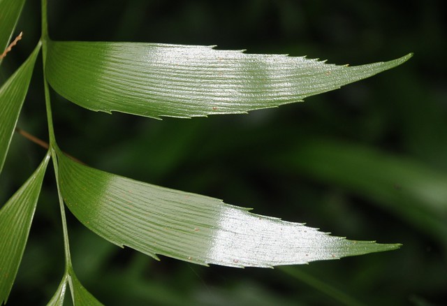 tinaroo leaf detail