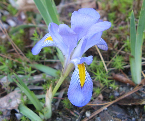 Iris in Panthertown Valley