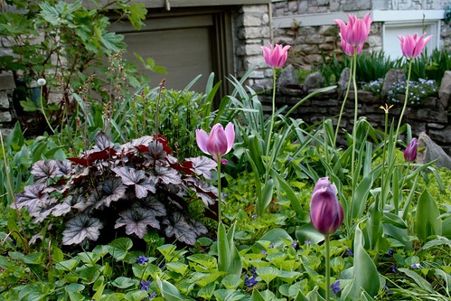 Heuchera and Tulips