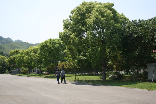 台3線的老樟樹，移植到雪霸汶水遊客中心大門口尚存22棵。