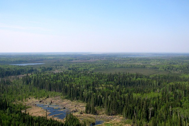 Typical Boreal Forest wetland. &nbsp;Stratum 76. &nbsp;May 25, 2011