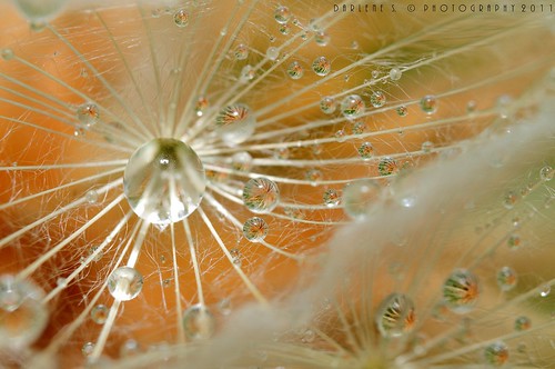 Water drops inside dandelion seeds