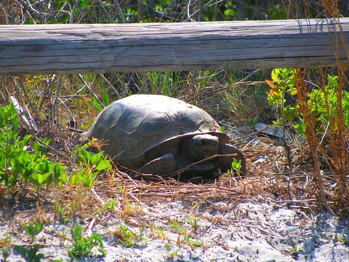IMG_5619-Bowditch-gopher-tortoise