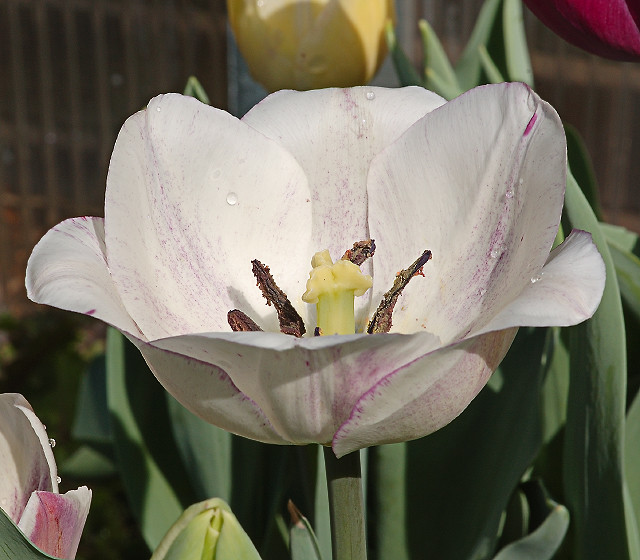 Missouri Botanical Garden (Shaw's Garden), in Saint Louis, Missouri, USA - white tulip