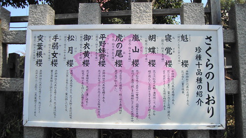 2011/04 平野神社 #09