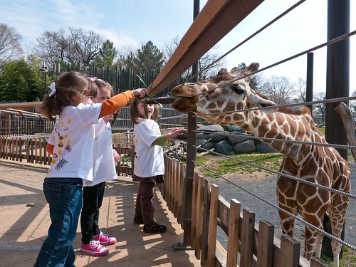 Feeding the giraffe
