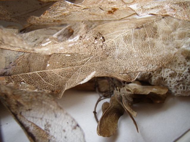 dried leaf skeletons