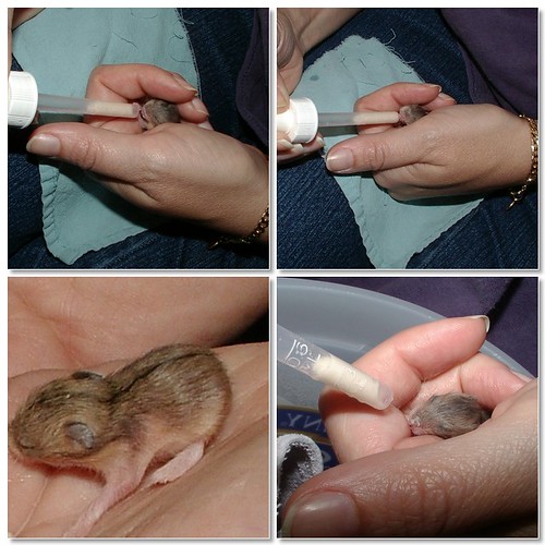 handfeeding baby hamsters that lost their mama